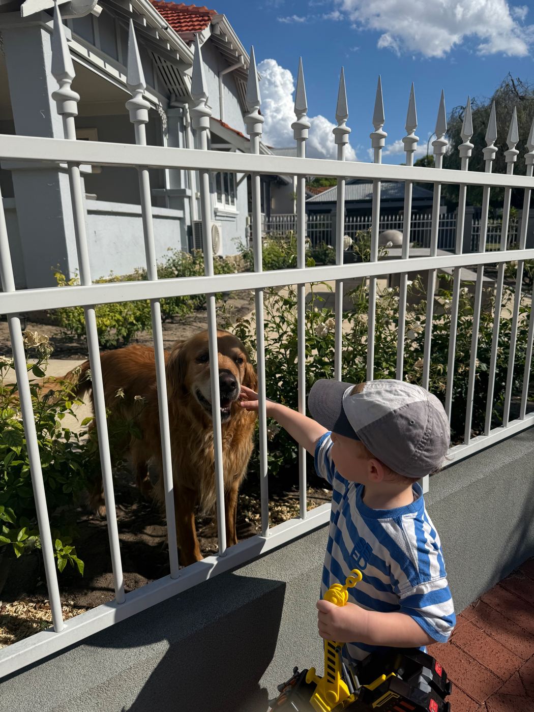 A young child reaching through a fence to pet a golden retriever