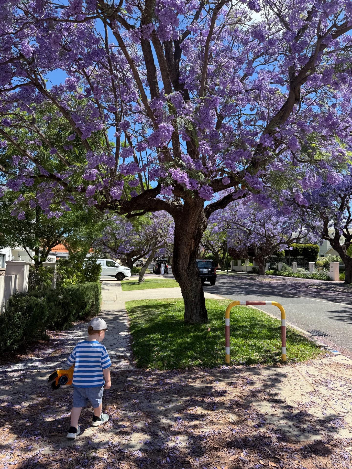 A young child walking beneath a jacaranda tree in full bloom, fallen purple blossoms covering the ground