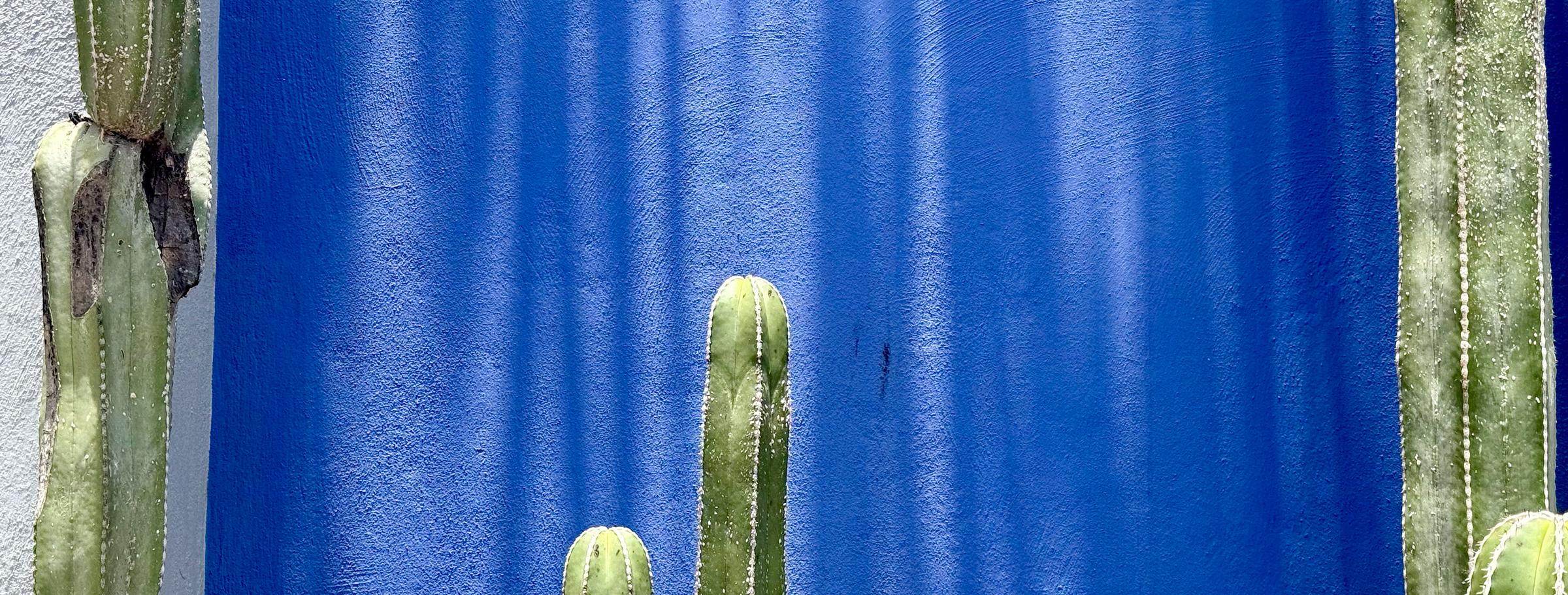 Cacti growing against a painted blue wall in San Miguel de Allende